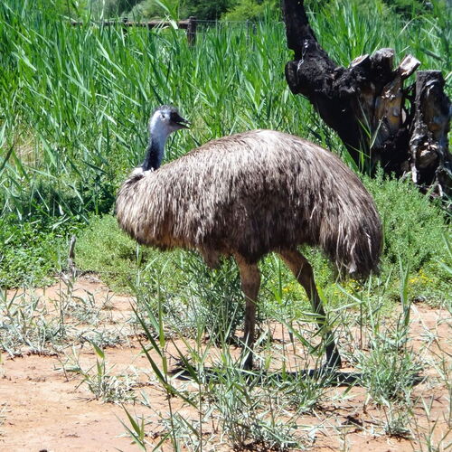 Südafrika