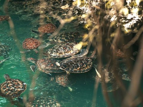 TORTOISE _ SUNSET-1584CON.jpg