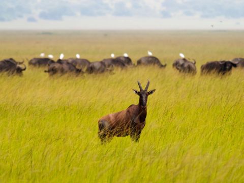 Topi in Akagera National Park.jpg