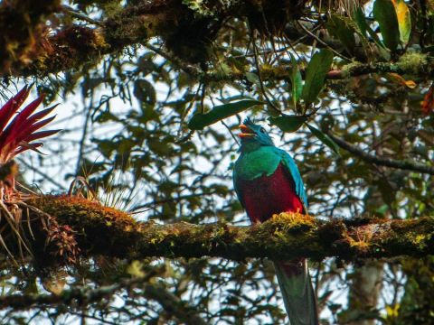 Quetzal Bird.jpg
