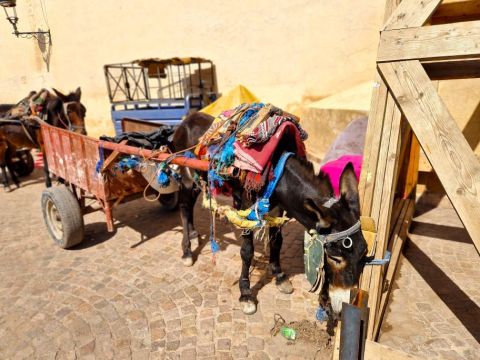 Marrakesh Altstadt mit EselkarrenContao.jpg