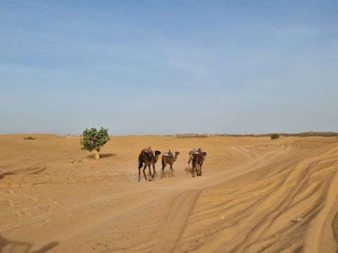 Wüste Kamele Landschaft Contao.jpg